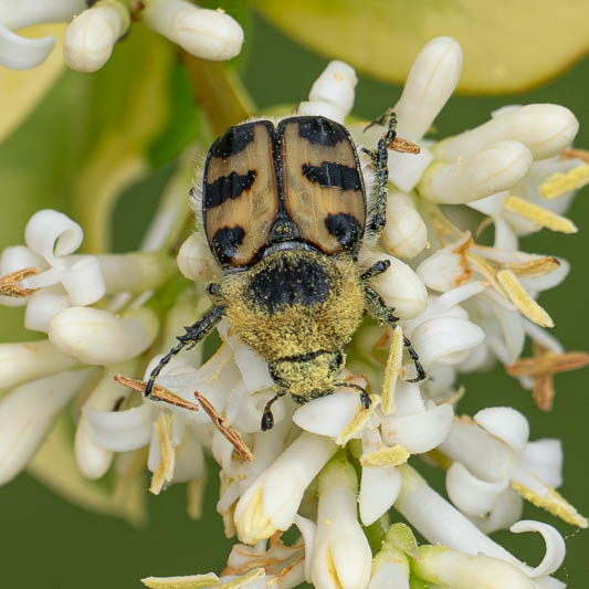 Trichius gallicus (French Flower Chafer).jpg
